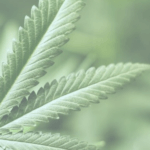 cannabis-regulatory-topics-NBFI-2022-marijuana